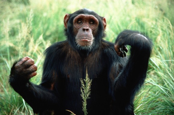 Funny Chimpanzee Pics