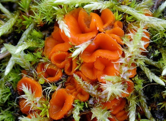 Octospora-humosa