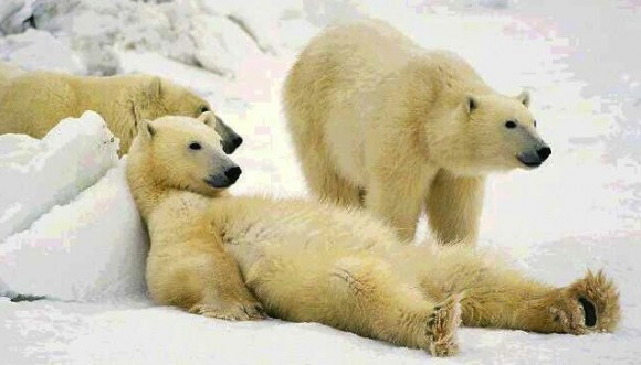polar-bears-chilled