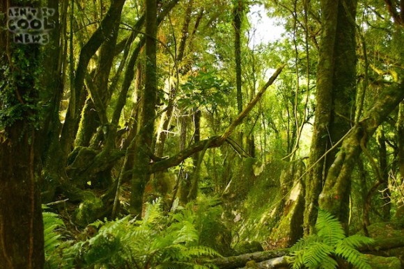 HobTrollshawWoods