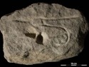 ancient-vulva