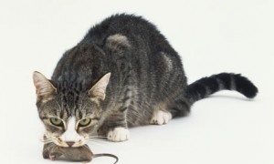 Cat-with-mouse-001