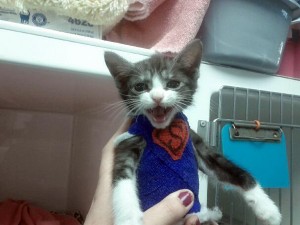 SuperKitten