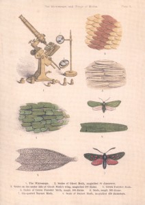 marywardillustrations