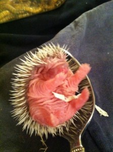 BabyHedgehog