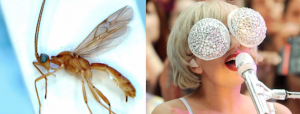 lady-gaga-wasp