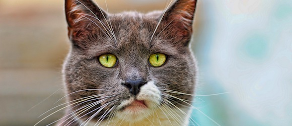 Grown-up-cat