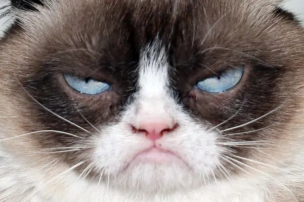  grumpy cat 
