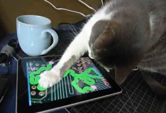 Cat iPad Video | The Mary Sue