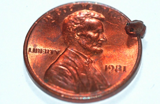 Microhyla nepenthicola