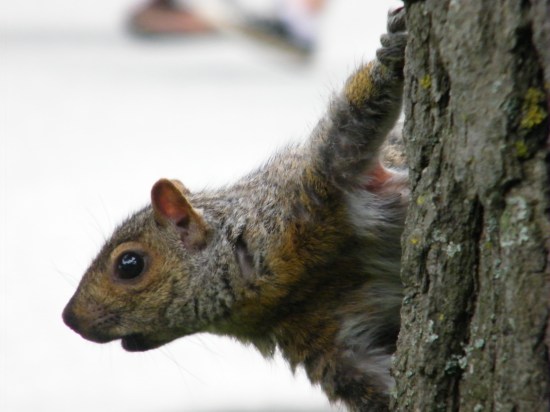 Gray Squirrel
