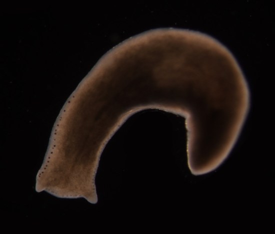 Planaria Flatworm