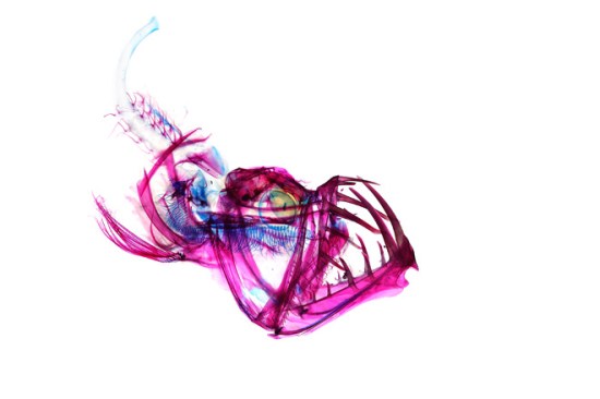 Tomita Deep Sea Fish