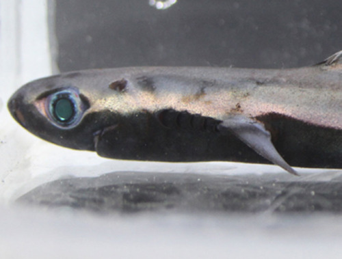 tumblr_lpdfgzFJjD1qmkxx9o1_500