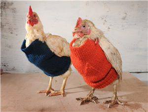Help Rescued Chickens by Knitting 