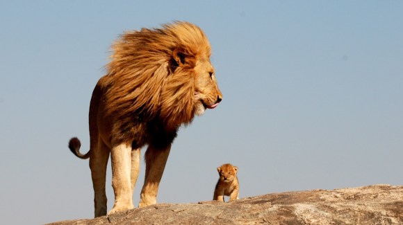 real-lion-king