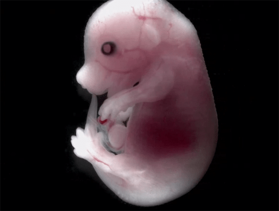 mouse embryo