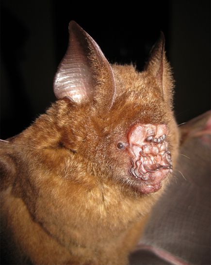new-leaf-nosed-bat-discovered-vietnam_49228_600x450