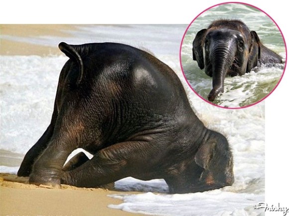 baby_elephant_beach