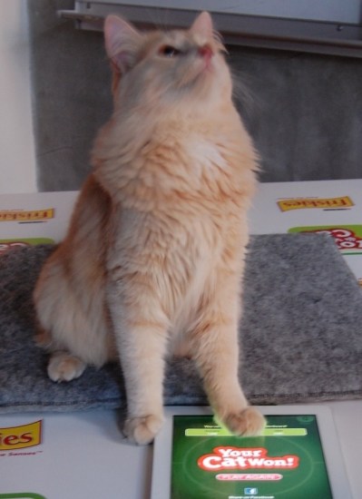 enhanced-buzz-12283-1331533006-19