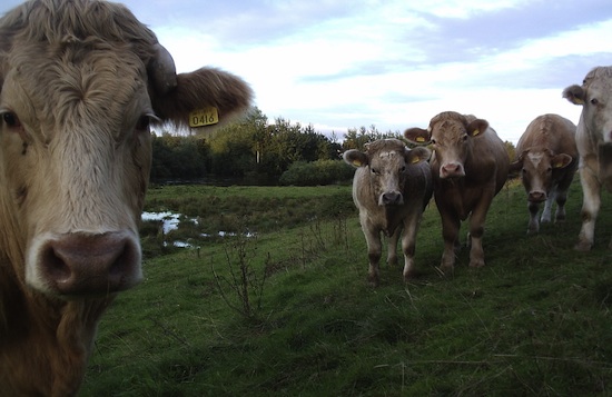 inquisitive cows