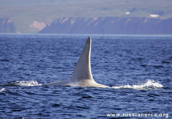 White Russian Orca