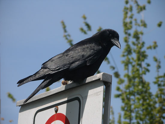 Crow