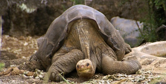 Lonesome_George