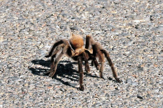 Tarantula