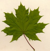 Norway Maple