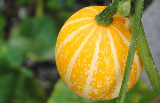 A Hollowed-Out Gourd Contains the Blood of Louis XVI. Or Does it?