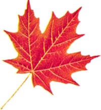 sugar maple leaf