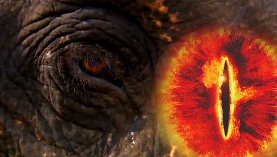 elephant_eye