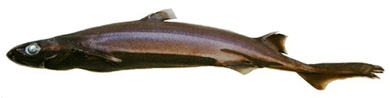 lanternshark