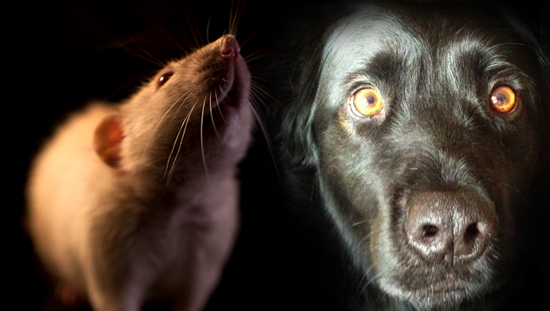 Do Rats Have A Social Hierarchy?
