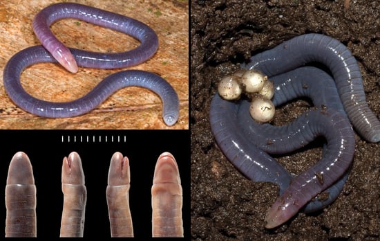 New Skin-Eating Amphibian First Caecilian Found in 105 years | The Mary Sue