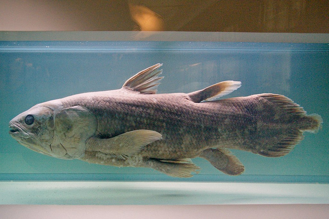 Coelacanthe