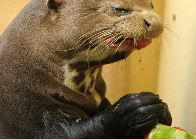 Otter Melon