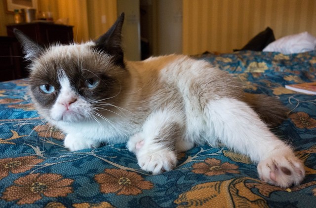 grumpycat