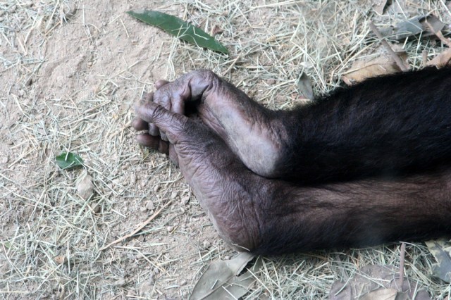 Monkey Feet