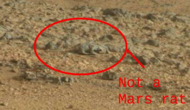 Not A Mars Rat