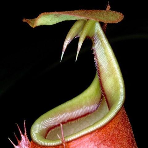 Pitcher Plant