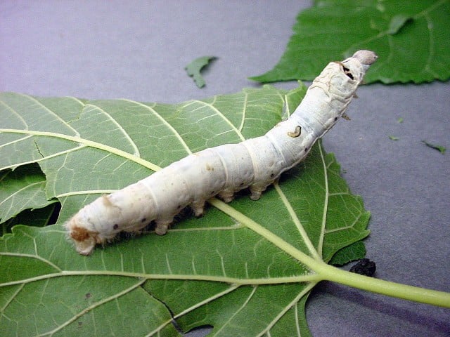 Silkworm