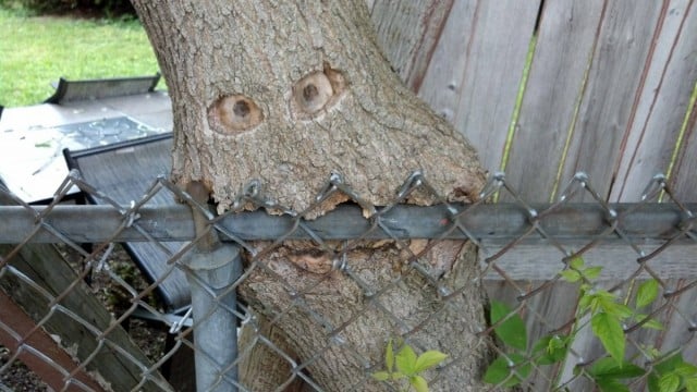 Tree Fence
