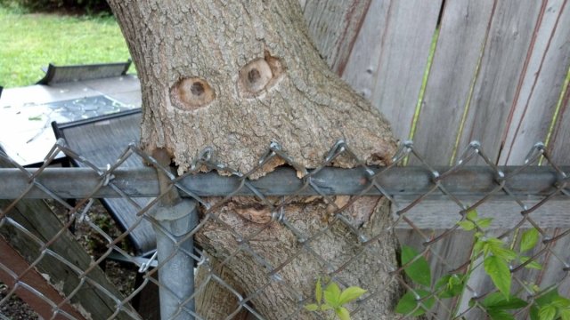 Tree Fence