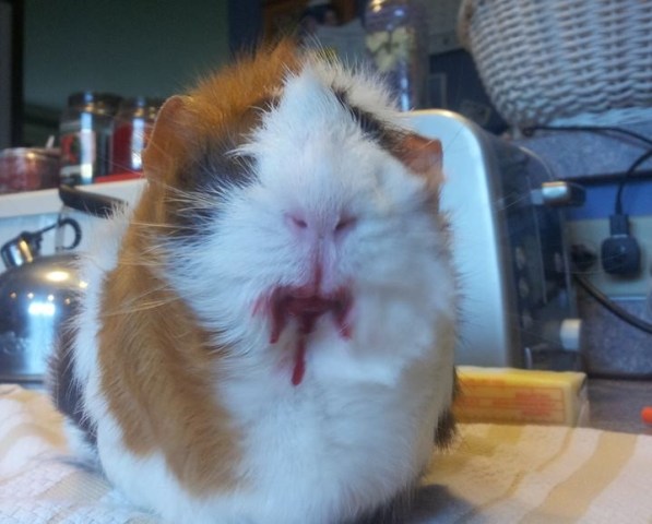 evilguineapig