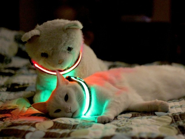lighted cat collar