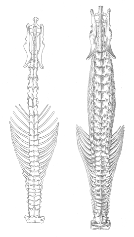 The spinal structure of a white-toothed shrew (right) compared to the hero shrew (left)