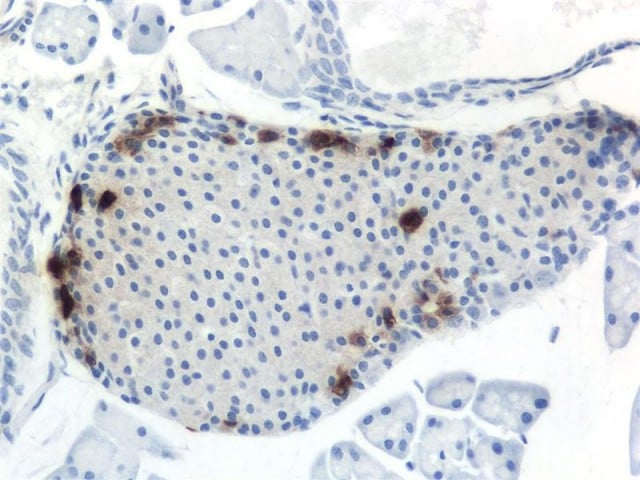 Mouse islet cells
