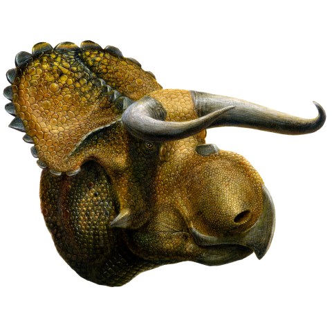 Nasutoceratops titusi by Lukas Panzarin